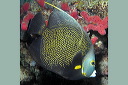 french_angel_fish_p_159d102