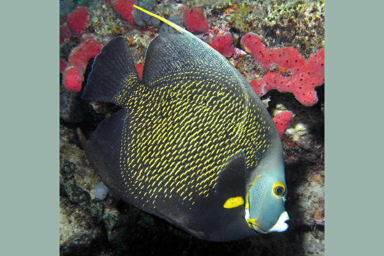 french_angel_fish_p_159d102.jpg