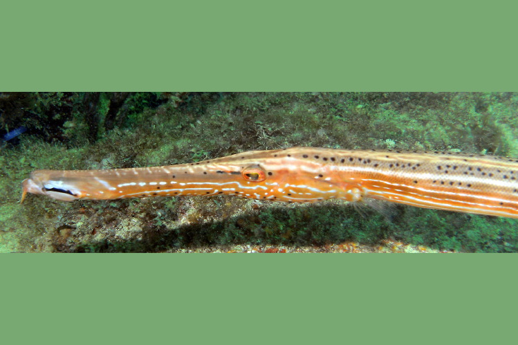 trumpetfish_pompano_bch.jpg